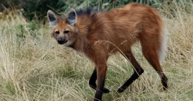 Avistaron un aguará guazú en zona rural de La Francia