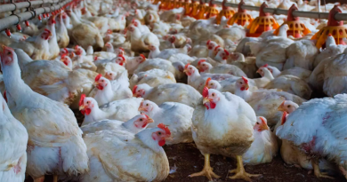 Confirman un caso positivo de influenza aviar en Buenos Aires