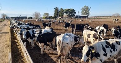 Advierten que por la alta presión fiscal, la informalidad en los tambos llega hasta el 40%