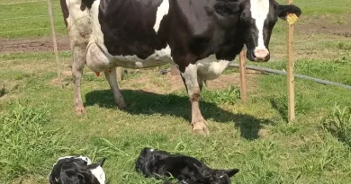 Parto múltiple en un tambo: nacieron trillizos en Villa María