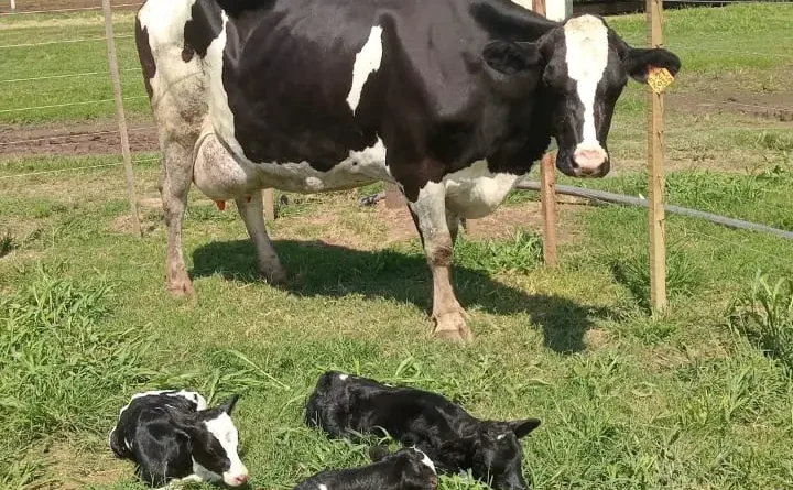 Parto múltiple en un tambo: nacieron trillizos en Villa María